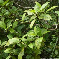 Psychotria dubia var. dubia (Wight) Alston